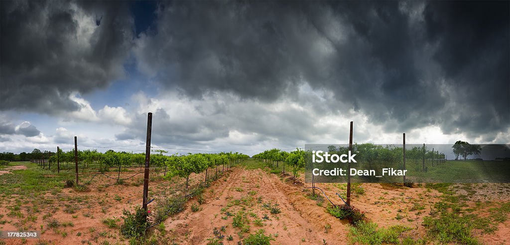 Texas Hill Vineyard - Foto stock royalty-free di Texas