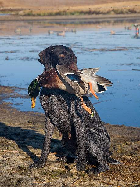 Hunting dog and a duck