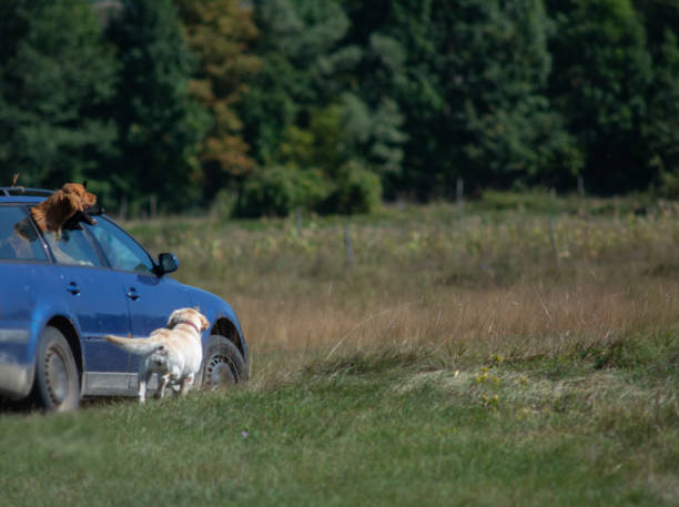 A golden retriever runs alongside the car, while the other two dogs ride on the car window