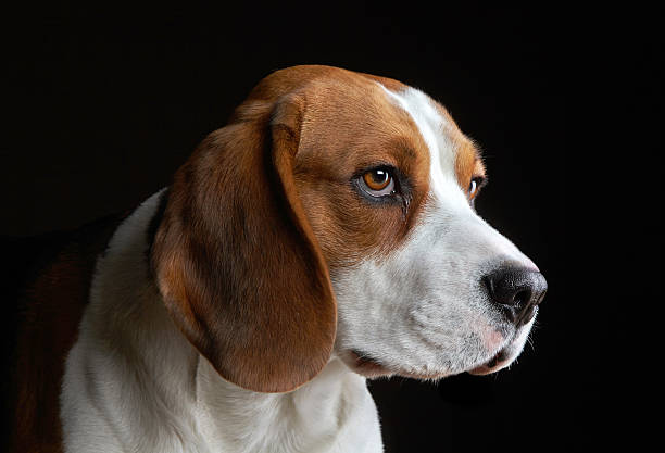 istock Portrait of young beagle dog 177825829