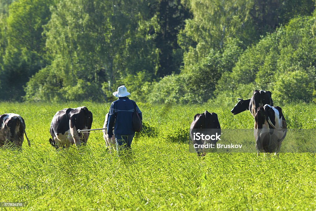 cow grazes - 로열티 프리 가득 찬 스톡 사진