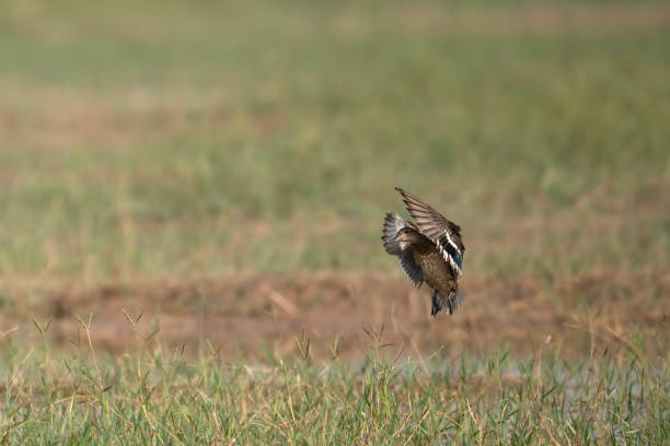 istock Duck  Landing in wetland 1778262187