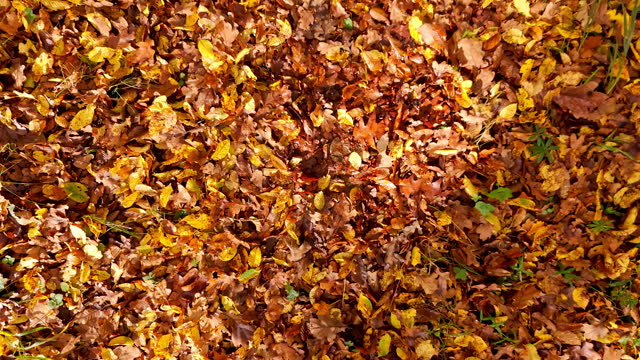 SLO MO Top View of Fallen Colorful Autumn Leaves Fluttering on Ground in Forest