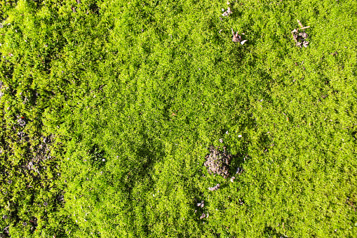 Green moss growing on the ground background texture