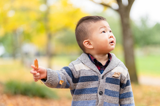 Cute little boy playing with maple leaves outdoors