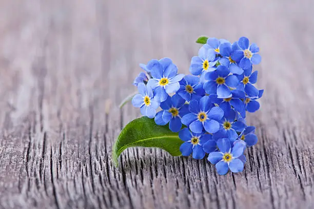 Forgetmenot flowers in heart shape on a wooden background
