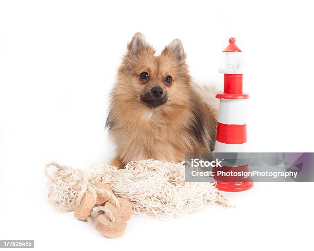 Minikees Isolado Em Fundo Branco - Fotografias de stock e mais imagens de Amizade - Amizade, Animal, Cão