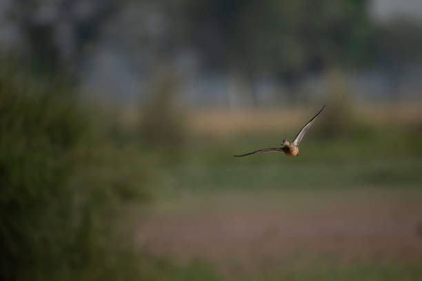 istock Duck  Landing in wetland 1778267263