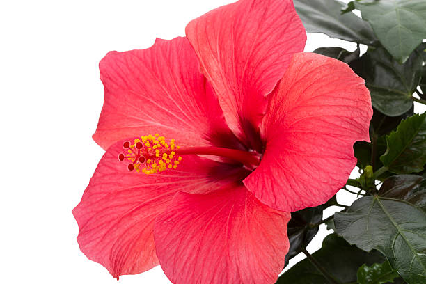 istock Hibiscus flower close-up 177826772