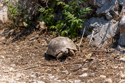 Galápagos tortoise, Galapagos Island, Ecuador