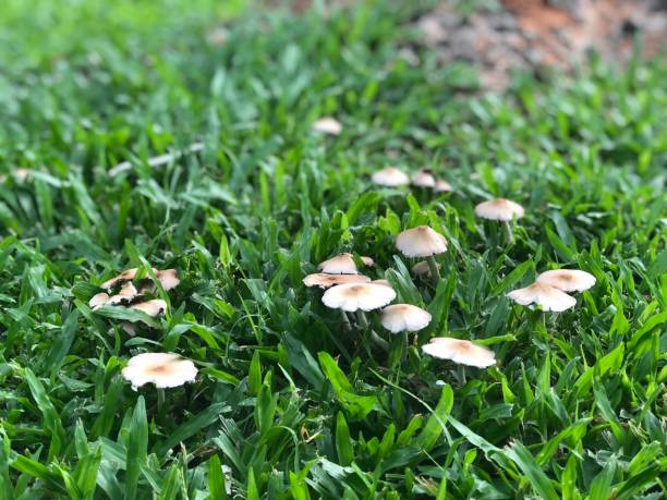 istock Inedible mushrooms 1778270173