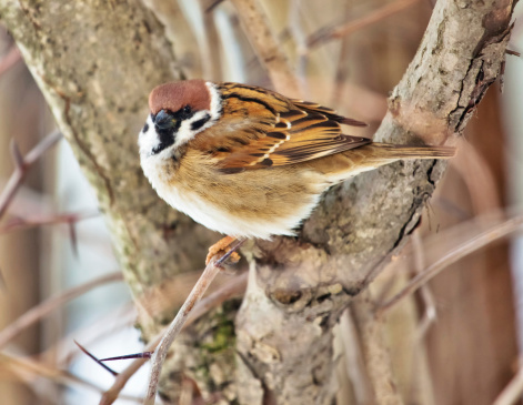 sparrow bird standing on a branch