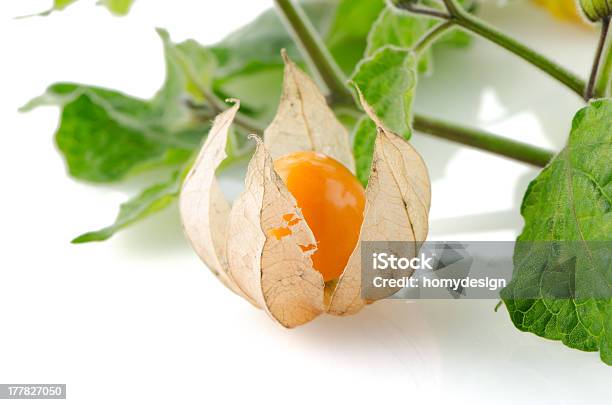 Physalis 0명에 대한 스톡 사진 및 기타 이미지 - 0명, 갈색, 개체 그룹