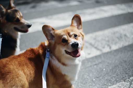 Couple of purebred Pembroke Welsh Corgis photographed in the city