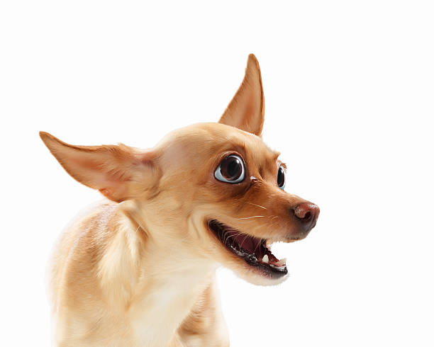 istock Funny dog portrait 177827159