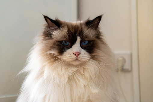 Close-up view of young adult fluffy white purebred Ragdoll cat with blue eyes, looking at something.