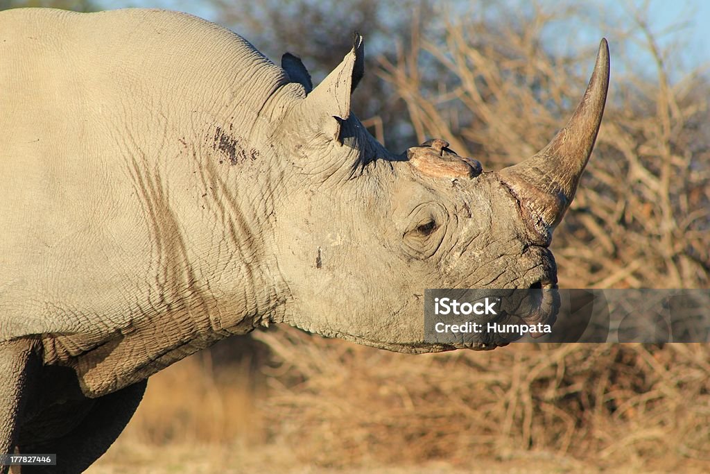 Rhinoceros czarna – afrykańska zasilania i Endangerd gatunków - Zbiór zdjęć royalty-free (Przestępstwo)