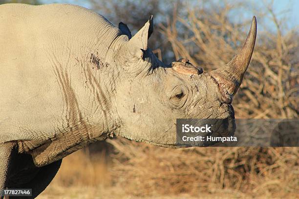 Rhinoceros Czarna Afrykańska Zasilania I Endangerd Gatunków - zdjęcia stockowe i więcej obrazów Przestępstwo