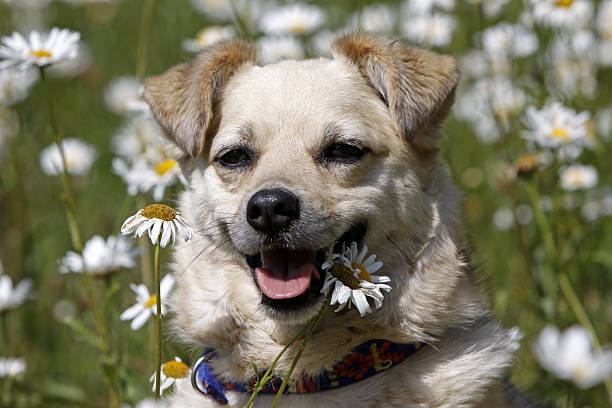 Mixed-breed dog sitting in flower meadow