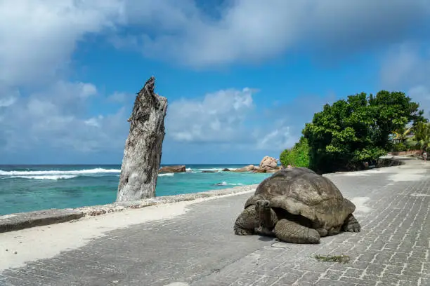 Giant tortoise walking on the road near the beach in LaDigue island, Seychelles