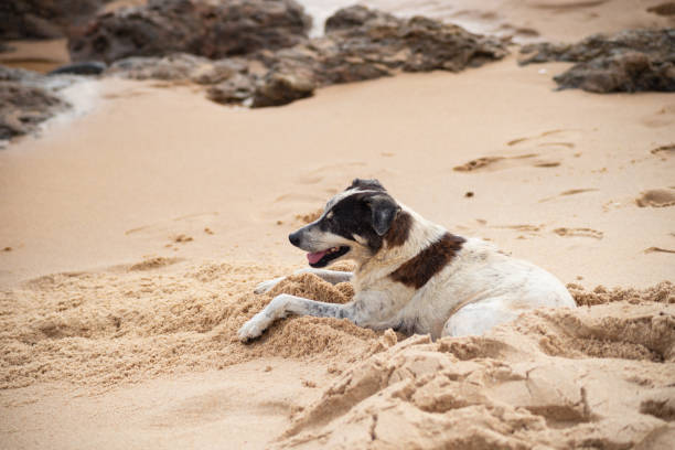 istock Dog sitting on the beach sand. 1778279609