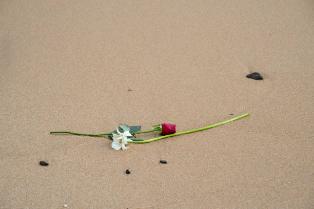 istock White gerbera and red rose on the beach sand. 1778279629