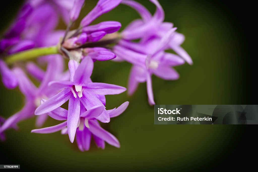 Society Garlic Small cluster of purple flowers that bloom from the Society Garlic plant Annual - Plant Attribute Stock Photo