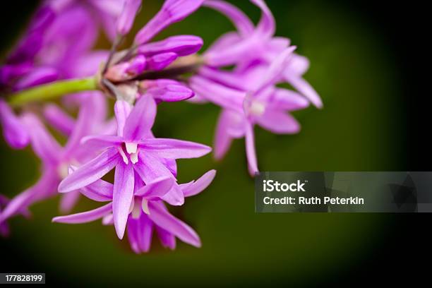 Society Garlic Stock Photo - Download Image Now - Annual - Plant Attribute, Blossom, Bunch