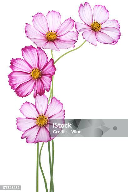 Cosmos - Fotografias de stock e mais imagens de Anual - Caraterística da planta - Anual - Caraterística da planta, Argyranthemum, Beleza