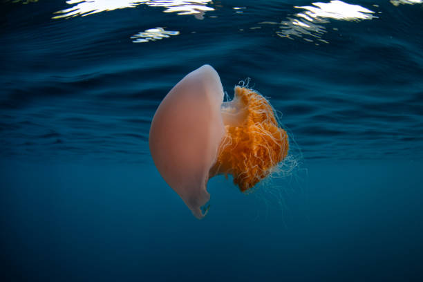 istock Jellyfish Drifting in Ocean in Raja Ampat 1778284541