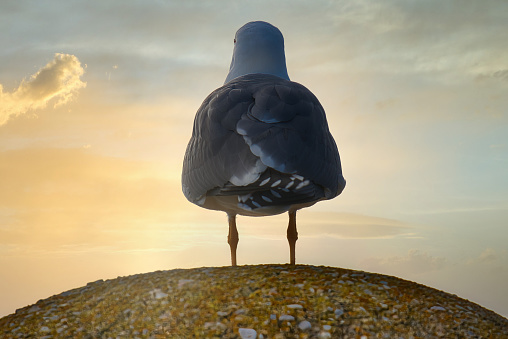 Standing seagull on stone photographed from behind. Looking into the sunset or sunrise.