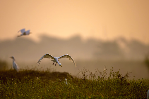 Great Egret Flying in Morning