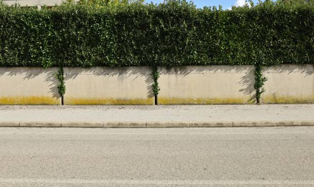 istock House fence consisting by a large concrete separated rectangle block wall and a hedge above. Cement sidewalk and asphalt street in front. 1778293863