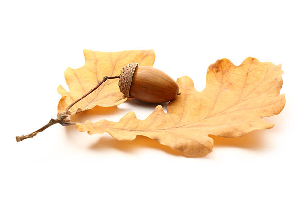 istock Fresh acorn with dried leaves 177829477