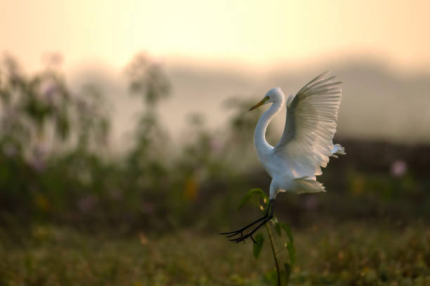 istock Great Egret Flying in Morning 1778295574