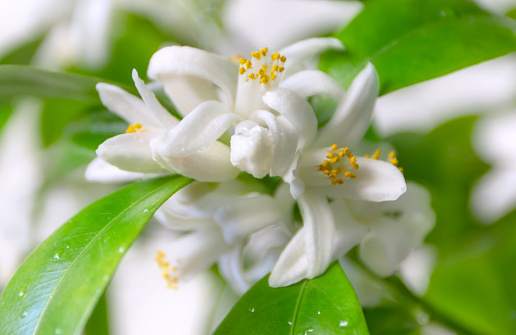 Orange tree white flowers and buds bunch with water drops. Calamondin blossom on the blurred garden background.