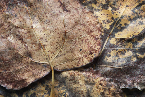 istock Autumn dry brown poplar leaves closeup background 1778297282