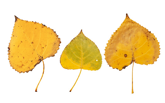 Populus nigra or black poplar autumn yellow leaves set isolated on white background. Abaxial surface or lower side of fall foliage.