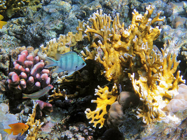 istock Tropical fishes on the coral reef 177829787