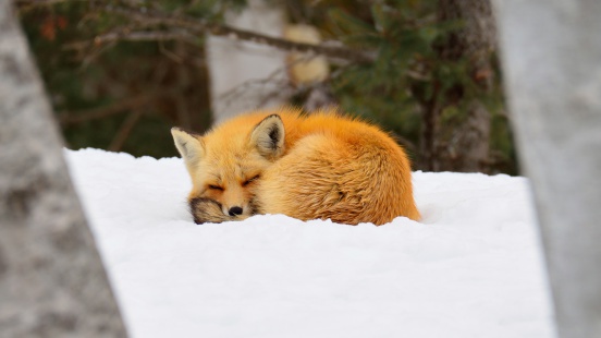 red fox sleeping in snow