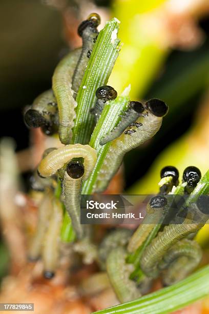 Neodiprion Sertifer Europea Pine Mosca Sierra Larva Período De Lactancia Foto de stock y más banco de imágenes de Aire libre