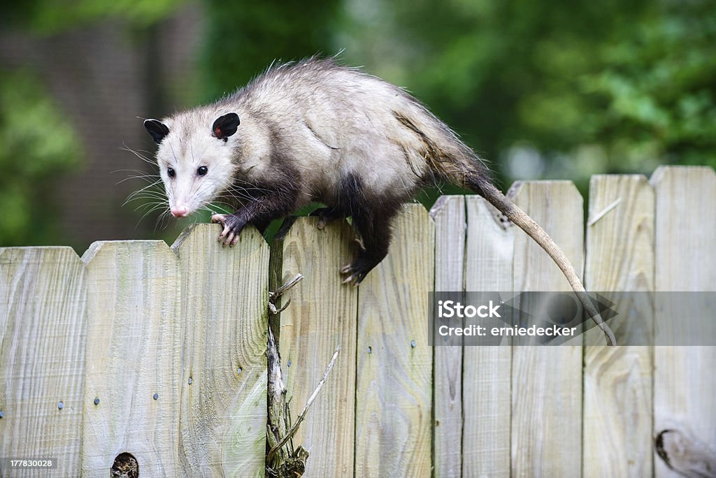 On the fence A possum balancing on the top of a wooden fence. Opossum Stock Photo