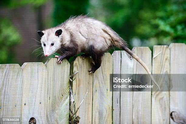 On The Fence Stock Photo - Download Image Now - Opossum, Animal, Animal Hair