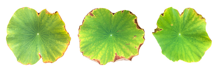 Lotus leaf or waterlily leaf isolated on white background the clipping paths.