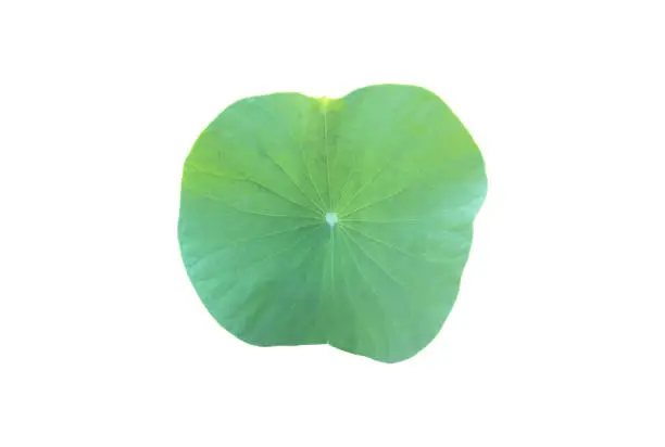 Lotus leaf or waterlily leaf isolated on white background the clipping paths.