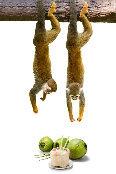 macaco esquilo shanging acima de coco. - saimiri sciureus - fotografias e filmes do acervo