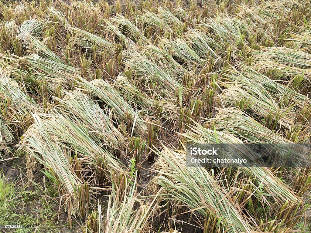 Rice farm - Lizenzfrei Agrarbetrieb Stock-Foto