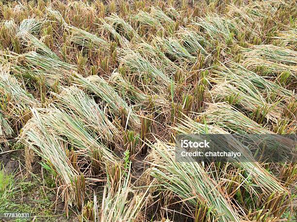 Rice Farm Stockfoto und mehr Bilder von Agrarbetrieb - Agrarbetrieb, Bauernberuf, Fotografie