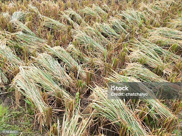 Quinta De Arroz - Fotografias de stock e mais imagens de Agricultor - Agricultor, Agricultura, Comida