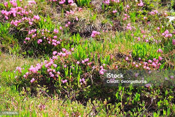 Foto de Meadows e mais fotos de stock de Beleza natural - Natureza - Beleza natural - Natureza, Botânica - Assunto, Cabeça da flor